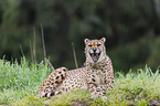 Gepard