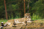 Gepard