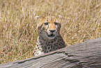 Gepard