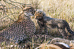 Gepard