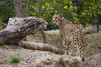 cheetah