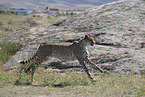 cheetah