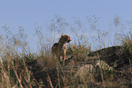 cheetah