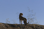 cheetah