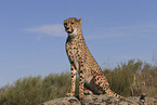 cheetah