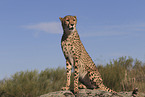 cheetah