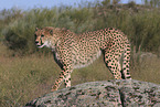 cheetah