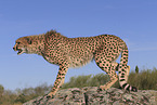 cheetah