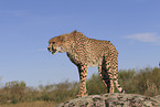 cheetah