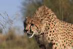 cheetah