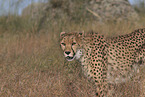 cheetah
