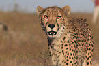 cheetah