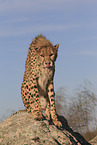 cheetah