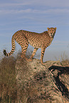 cheetah