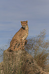 cheetah