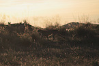 cheetah