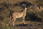 cheetah