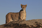 cheetah