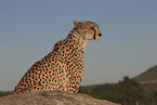 cheetah