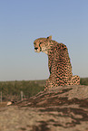 cheetah