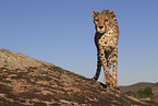 cheetah