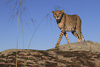 cheetah