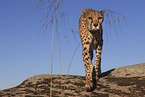 cheetah