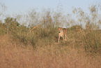 cheetah