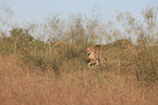 cheetah