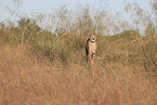 cheetah