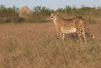 cheetah