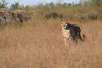 cheetah