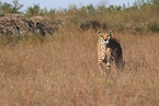 cheetah