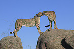 cheetahs