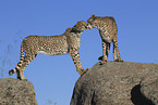 cheetahs