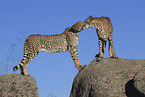 cheetahs