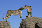 cheetahs