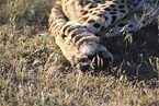 cheetah