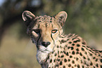 cheetah