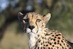 cheetah