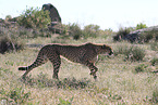 cheetah