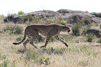 cheetah