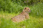 cheetah