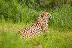 cheetah
