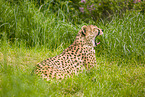 cheetah
