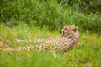 cheetah