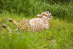 cheetah