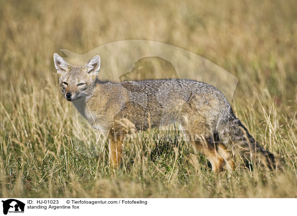 stehender Argentinischer Kampfuchs / standing Argentine fox / HJ-01023