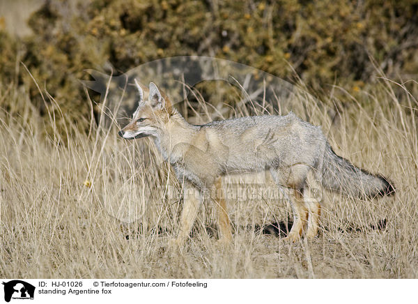 standing Argentine fox / HJ-01026