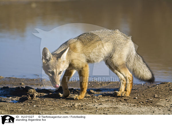 stehender Argentinischer Kampfuchs / standing Argentine fox / HJ-01027